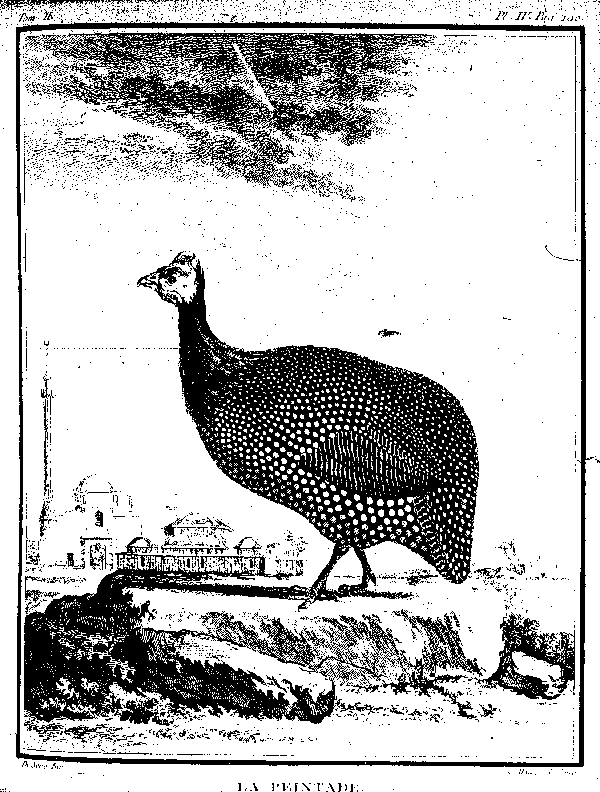 La Peintade