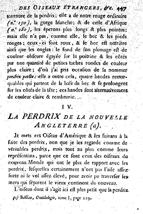 IV. La Perdrix de la nouvelle Angleterre