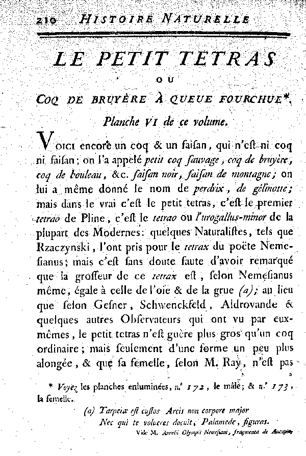 Le petit Tetras ou le Coq de bruyère à queue fourchue