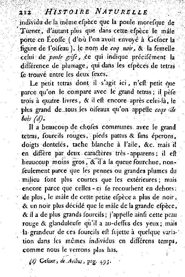 Le petit Tetras ou le Coq de bruyère à queue fourchue