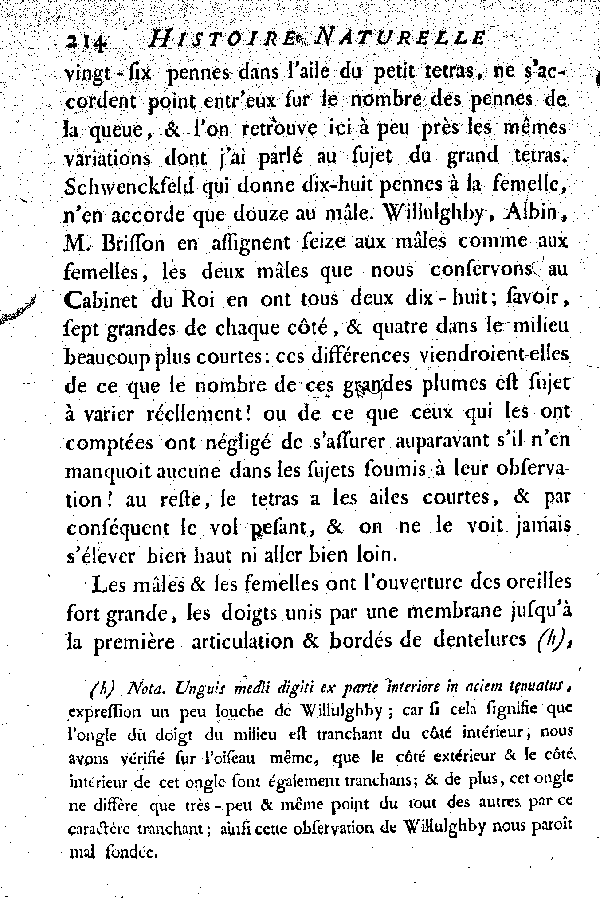 Le petit Tetras ou le Coq de bruyère à queue fourchue