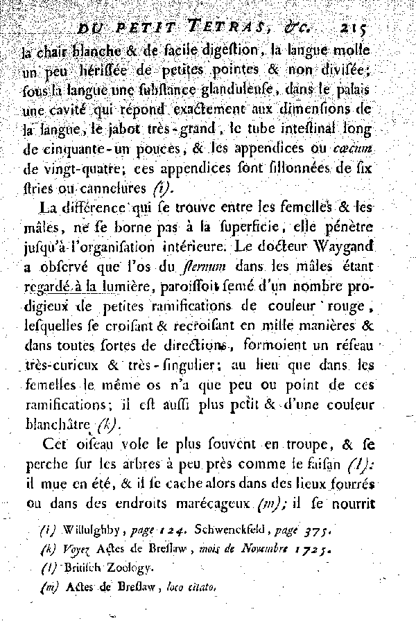 Le petit Tetras ou le Coq de bruyère à queue fourchue