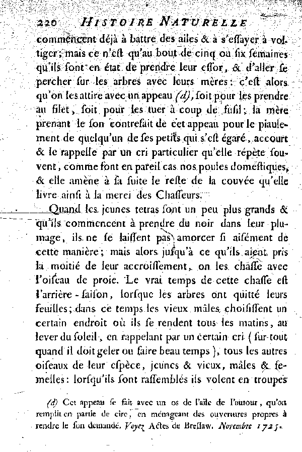 Le petit Tetras ou le Coq de bruyère à queue fourchue