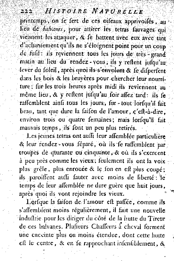 Le petit Tetras ou le Coq de bruyère à queue fourchue