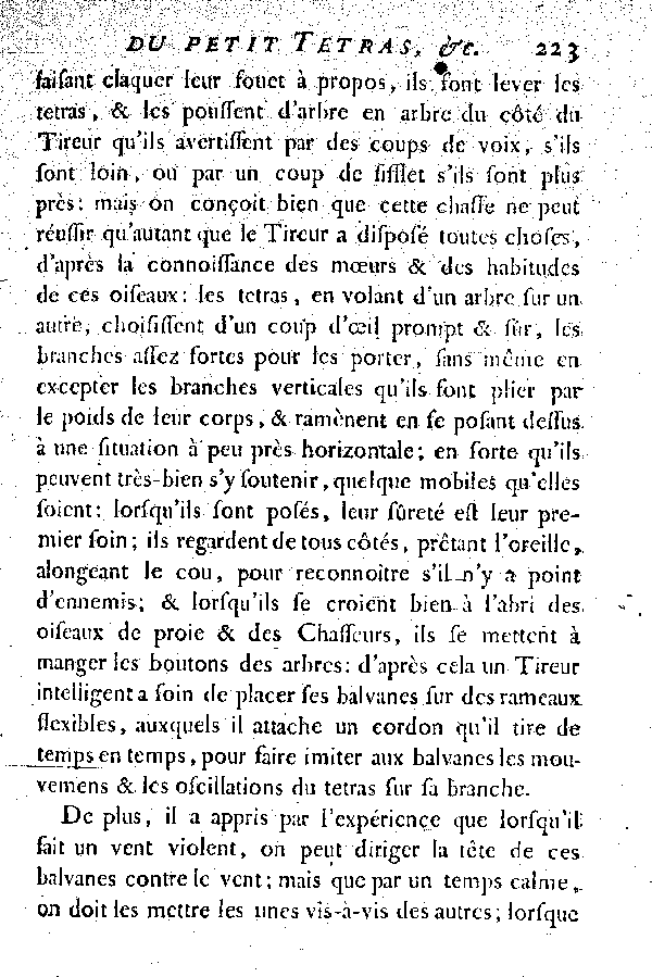 Le petit Tetras ou le Coq de bruyère à queue fourchue