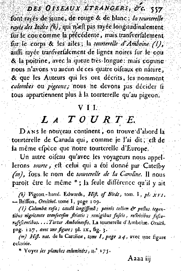 VII. La Tourte