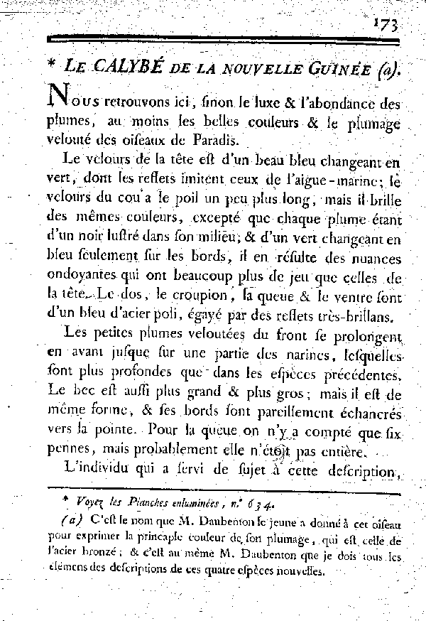 Le Calybé de la nouvelle Guinée