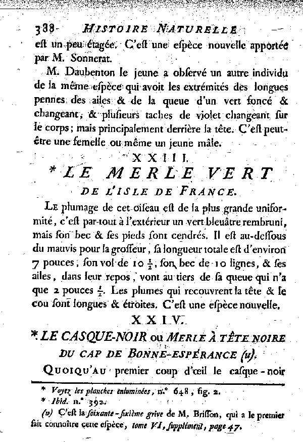 XXIV. Le Casque noir ou Merle à tête noire du cap de Bonne-espérance