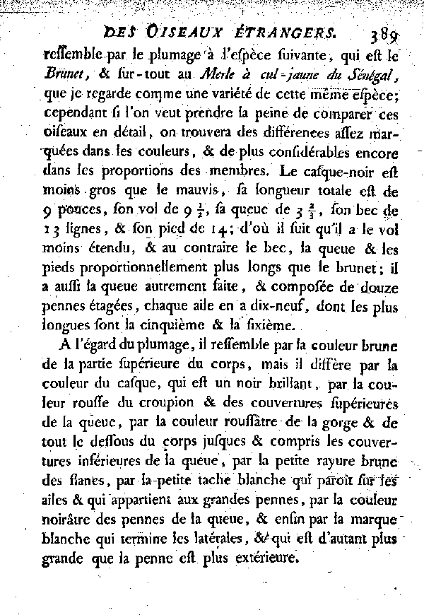 XXIV. Le Casque noir ou Merle à tête noire du cap de Bonne-espérance