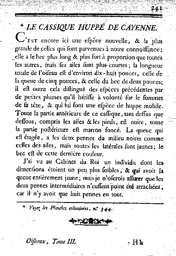 Le Cassique huppé de Cayenne