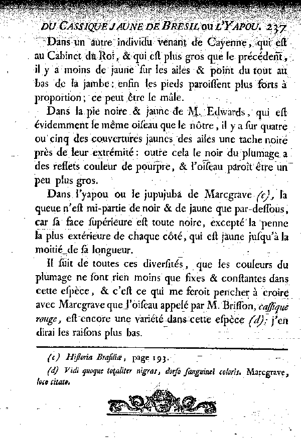 Le Cassique jaune du Bresil ou l'Yapou