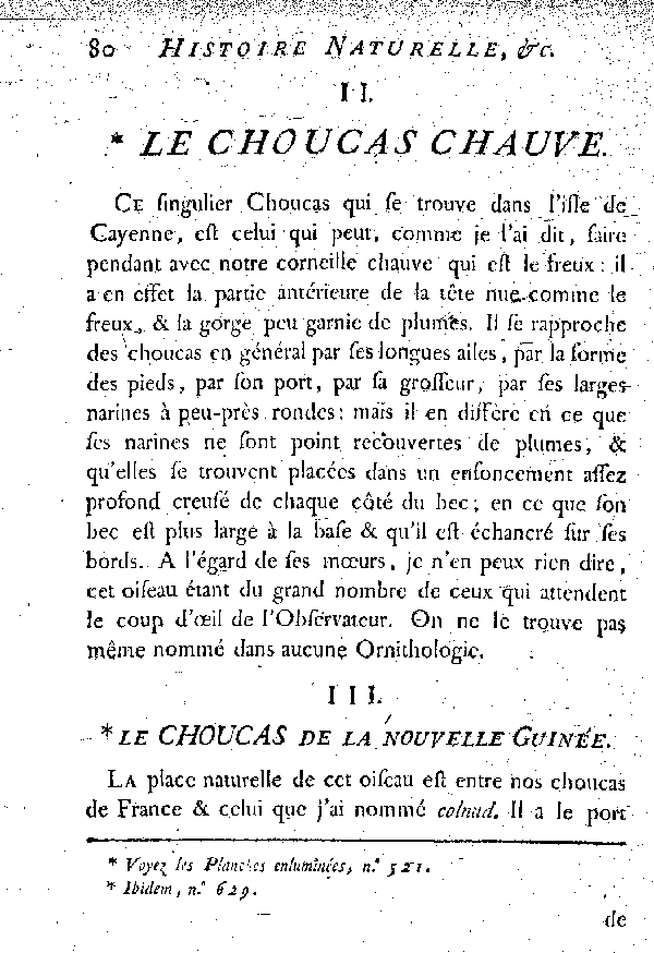 III. Le Choucas de la nouvelle Guinée