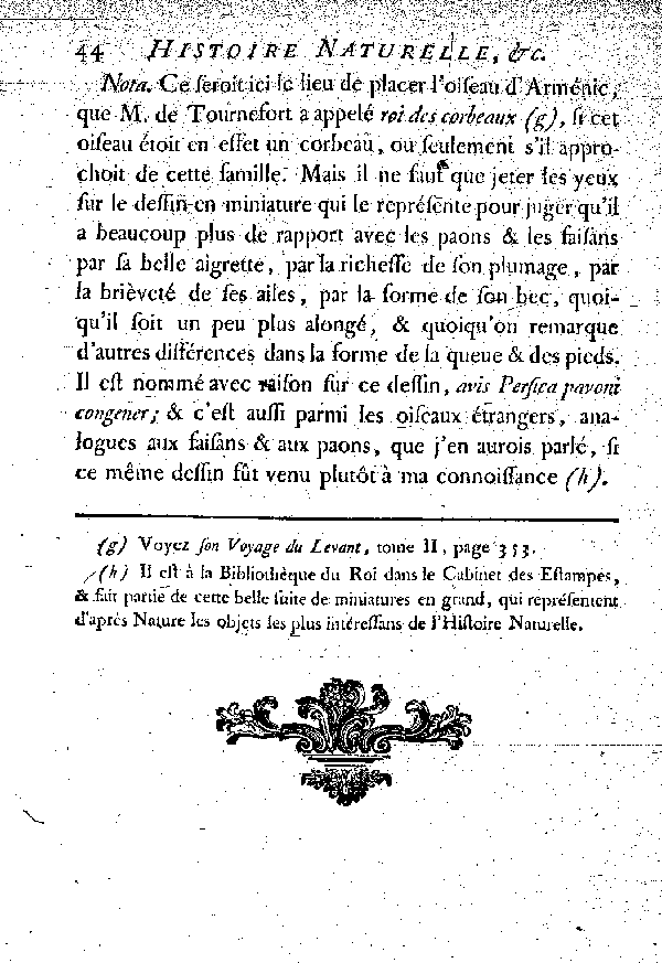 Le Corbeau des Indes de Bontius