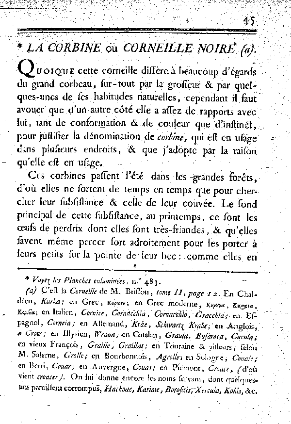 La Corbine ou Corneille noire