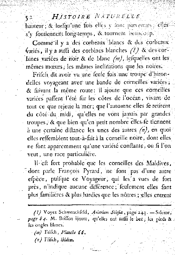 La Corbine ou Corneille noire