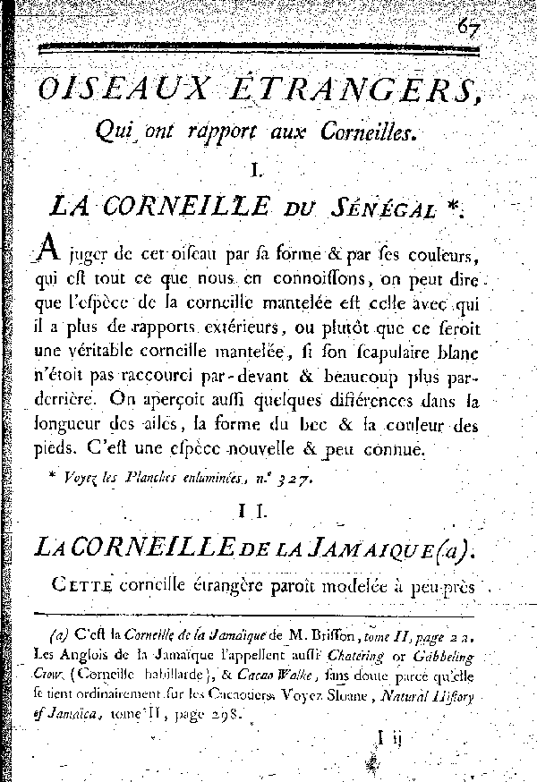 II. La Corneille de la Jamaïque