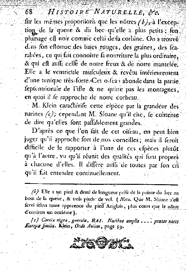 II. La Corneille de la Jamaïque