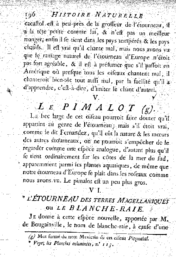 VI. L'étourneau des terres Magellaniques ou le Blancheraie