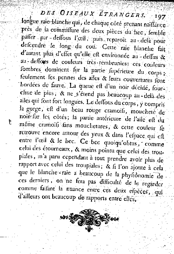 VI. L'étourneau des terres Magellaniques ou le Blancheraie