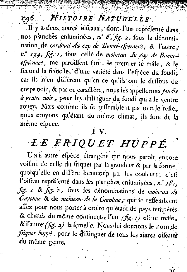 IV. Le Friquet huppé