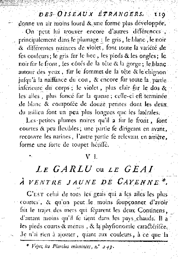 VI. Le Garlu ou le Geai à ventre jaune de Cayenne