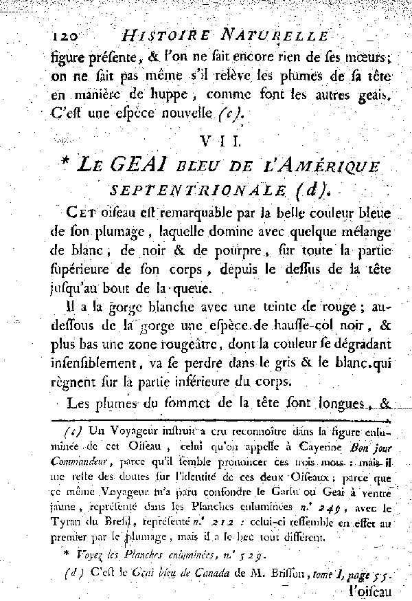 VII. Le Geai bleu de l'Amérique septentrionale