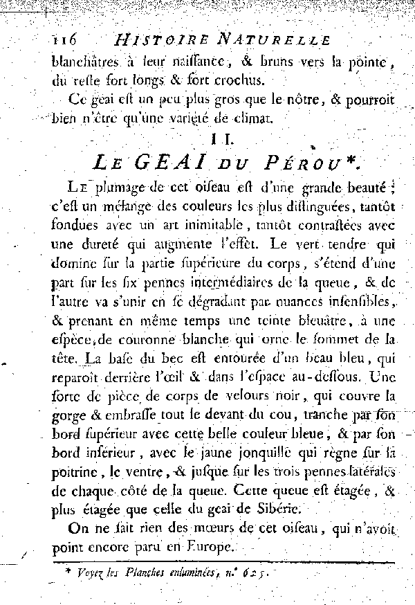 II. Le Geai du Pérou