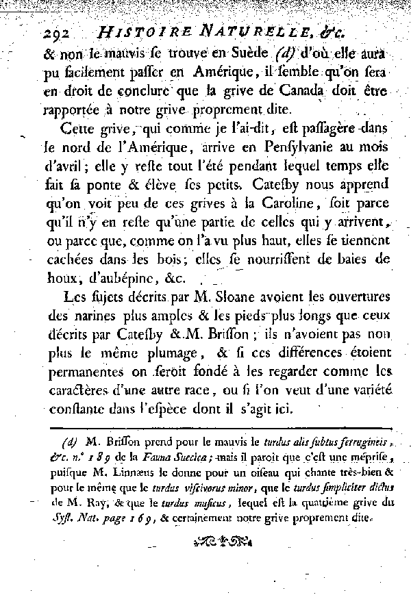 II. La Grivette d'Amérique