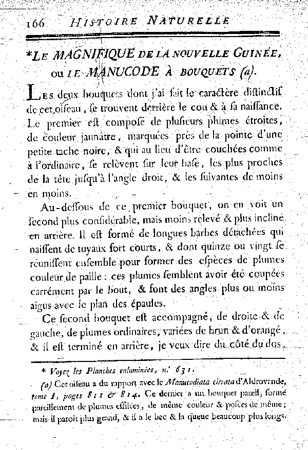 Le Magnifique de la nouvelle Guinée ou le Manucode à bouquets