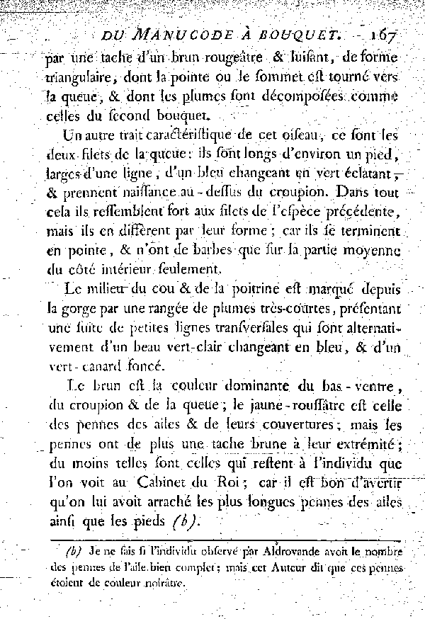 Le Magnifique de la nouvelle Guinée ou le Manucode à bouquets