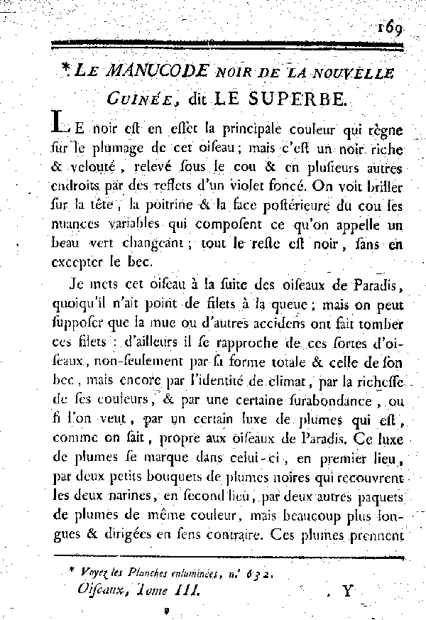 Le Manucode noir de la nouvelle Guinée, dit le Superbe