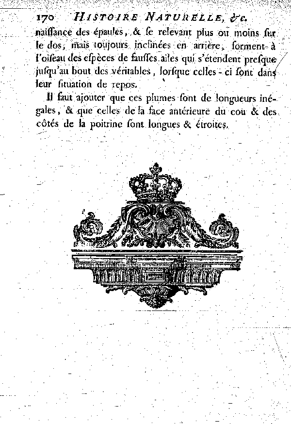 Le Manucode noir de la nouvelle Guinée, dit le Superbe