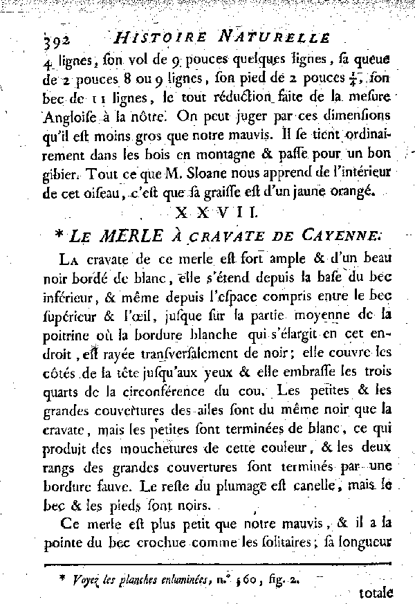 XXVII. Le Merle à cravate de Cayenne