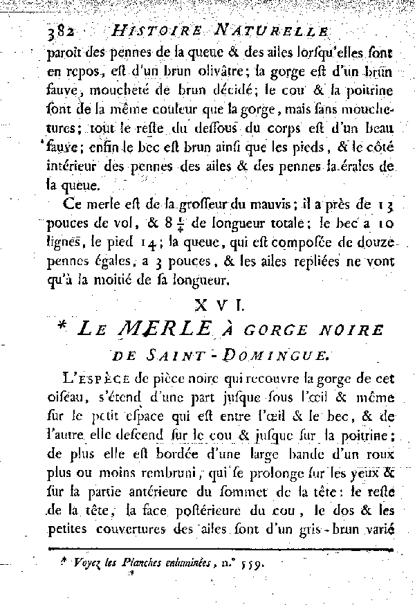 XVI. Le Merle à gorge noire de Saint-Domingue