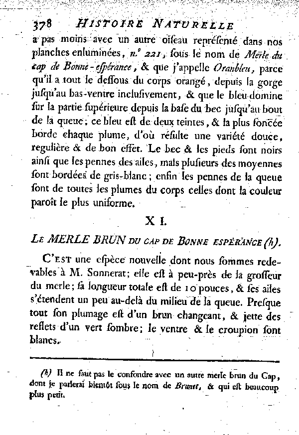 XI. Le Merle brun du cap de Bonne-espérance