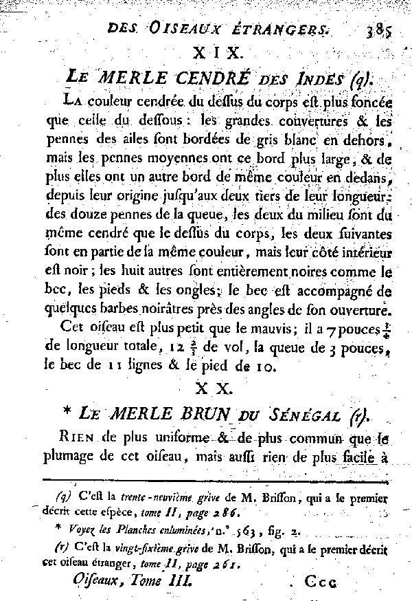 XX. Le Merle brun du Sénégal