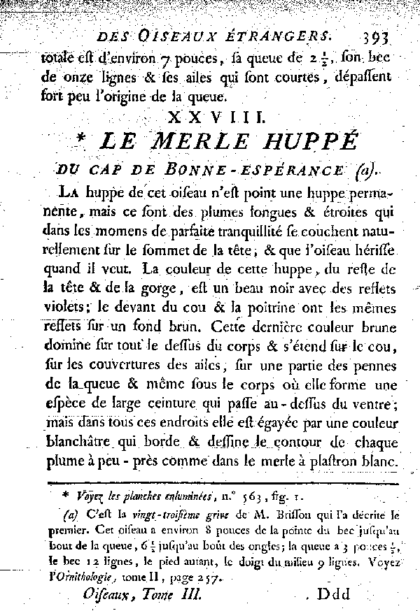 XXVIII. Le Merle huppé du cap de Bonne-espérance