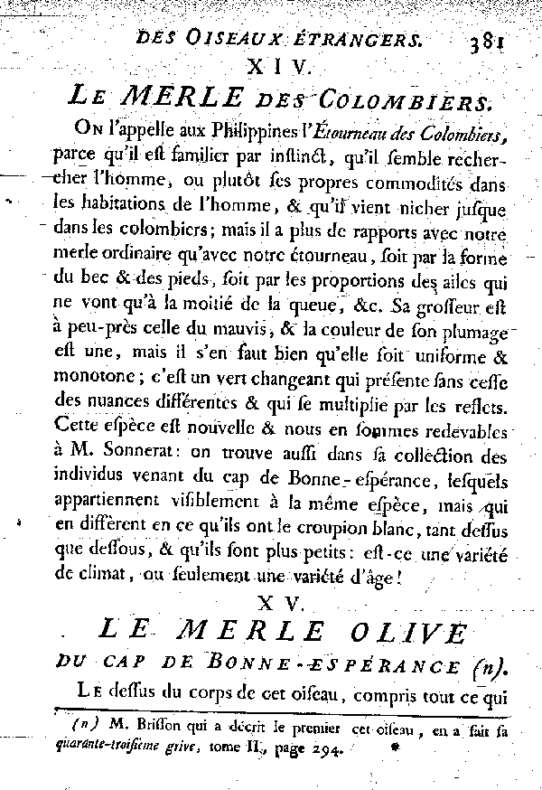 XV. Le Merle olive du cap de Bonne-espérance