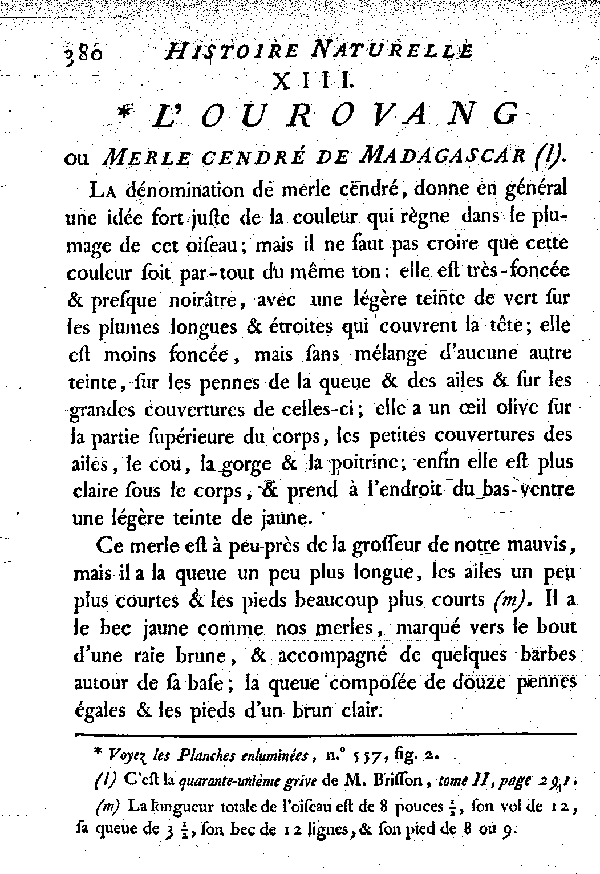 XIII. L'Ourovang ou Merle cendré de Madagascar