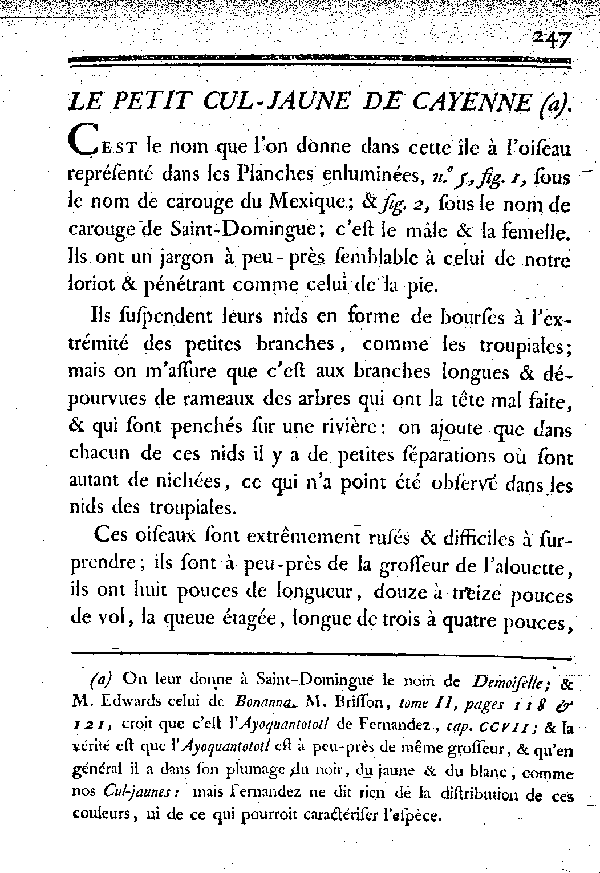 Le petit Cul-jaune de Cayenne