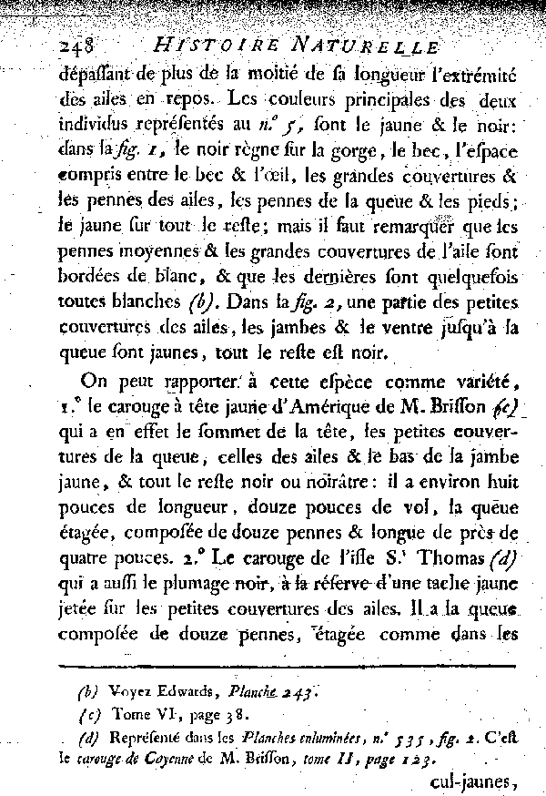 Le petit Cul-jaune de Cayenne