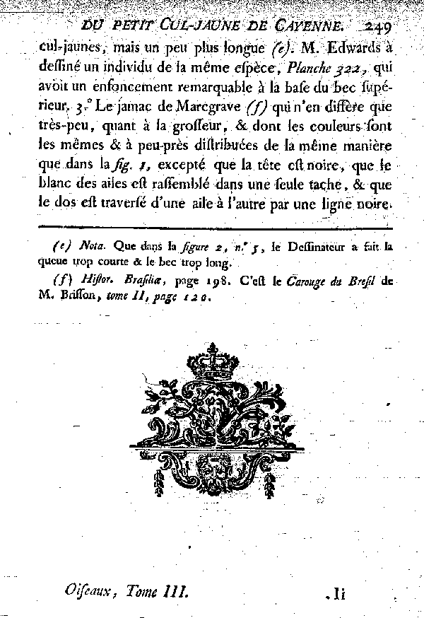 Le petit Cul-jaune de Cayenne