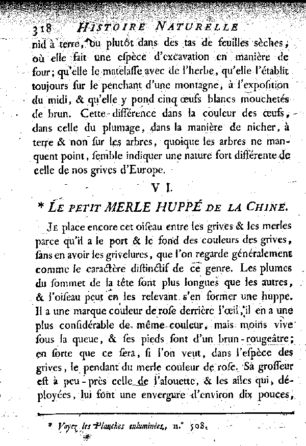 VI. Le petit Merle huppé de la Chine