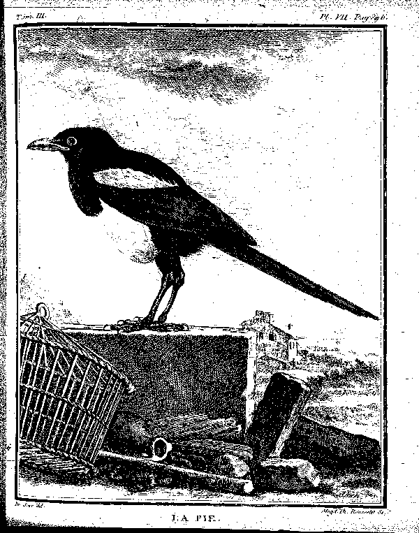 La Pie