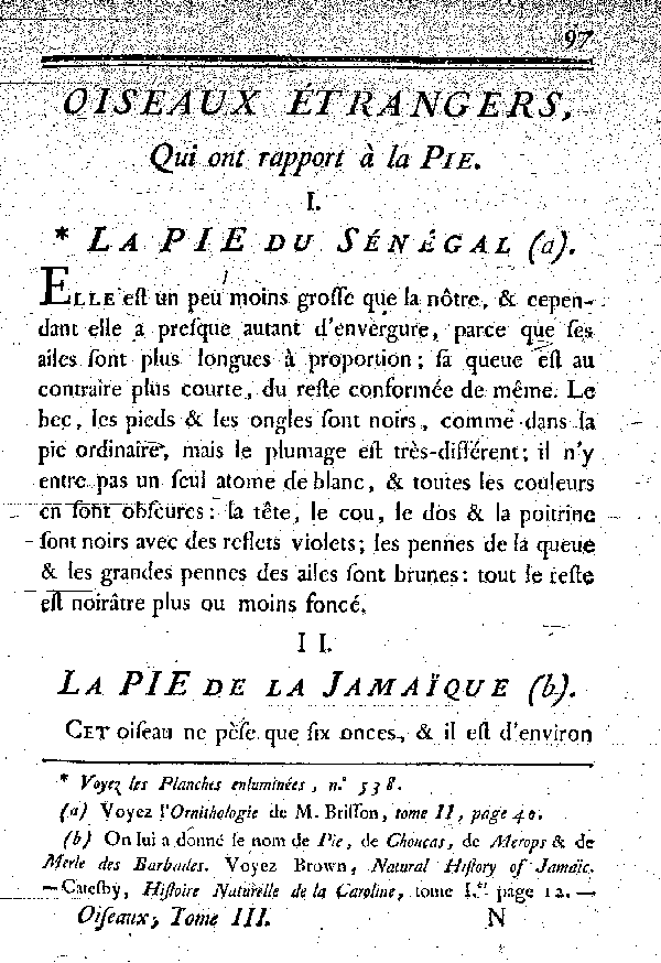 II. La Pie de la Jamaïque