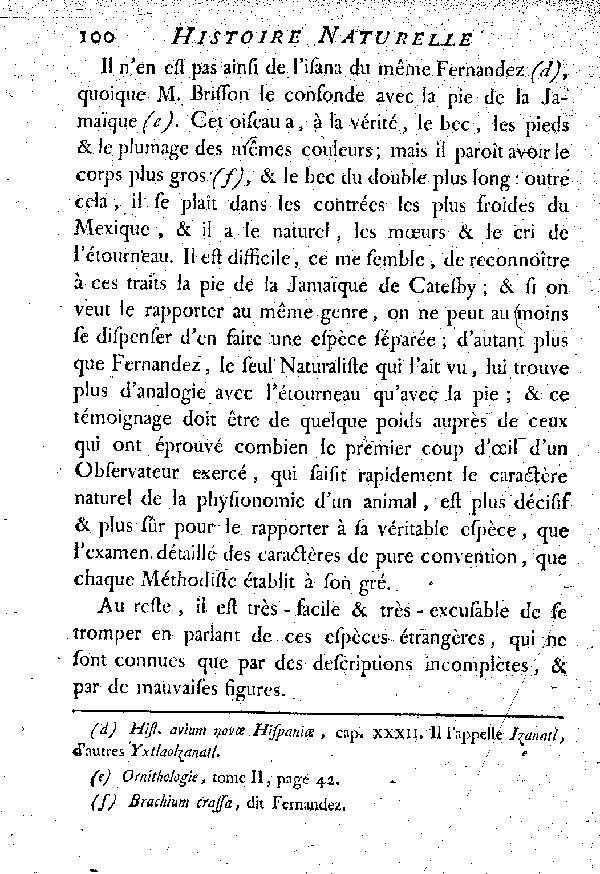 II. La Pie de la Jamaïque