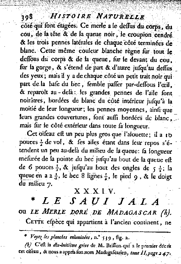 XXXIV. Le Saui-jala ou le Merle doré de Madagascar