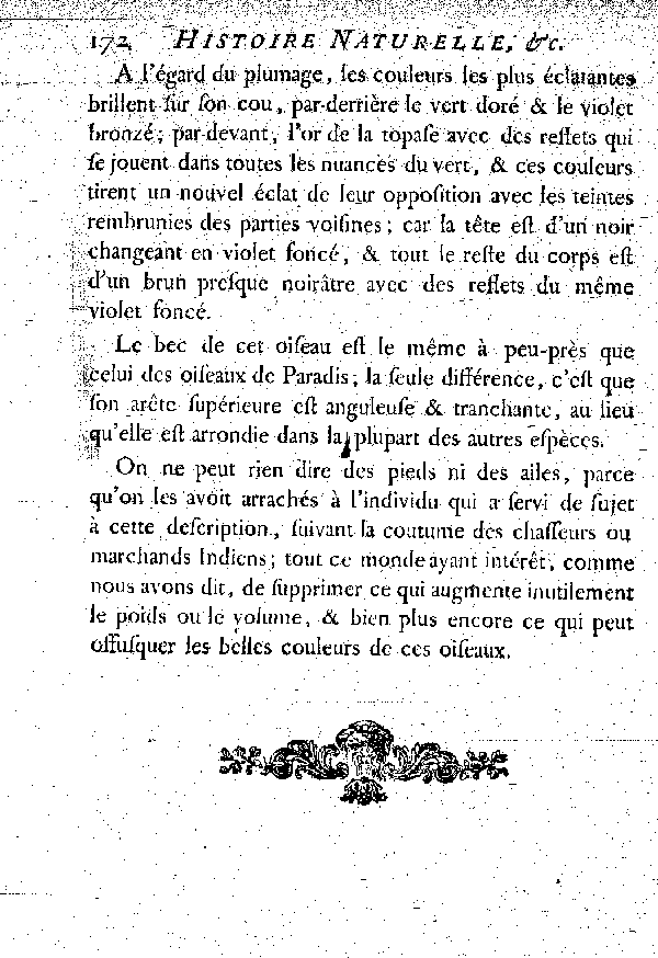 Le Sifilet ou Manucode à six filets