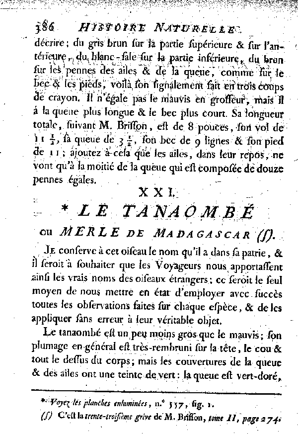 XXI. Le Tanaombé ou Merle de Madagascar