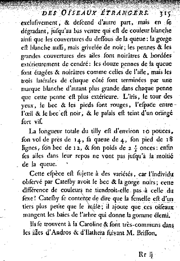 II. Le Tilly ou la grive cendrée d'Amérique